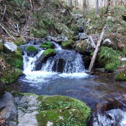 渓流ルアーシーズン開幕 ～長良川水系～